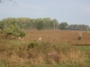 gunja12_10