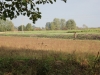 gunja12_12